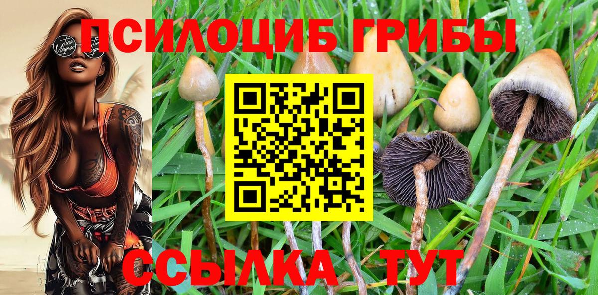 Галлюциногенные грибы Psilocybine cubensis  Вход с VPN  Белгород  где найти   Псилоцибиновые грибы Magic Shrooms 